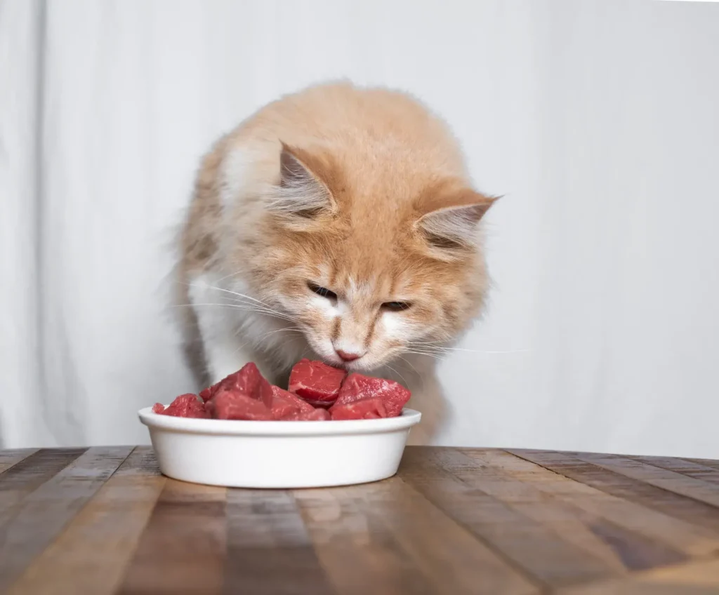 Understanding How Raw Food Diet For Cats Works