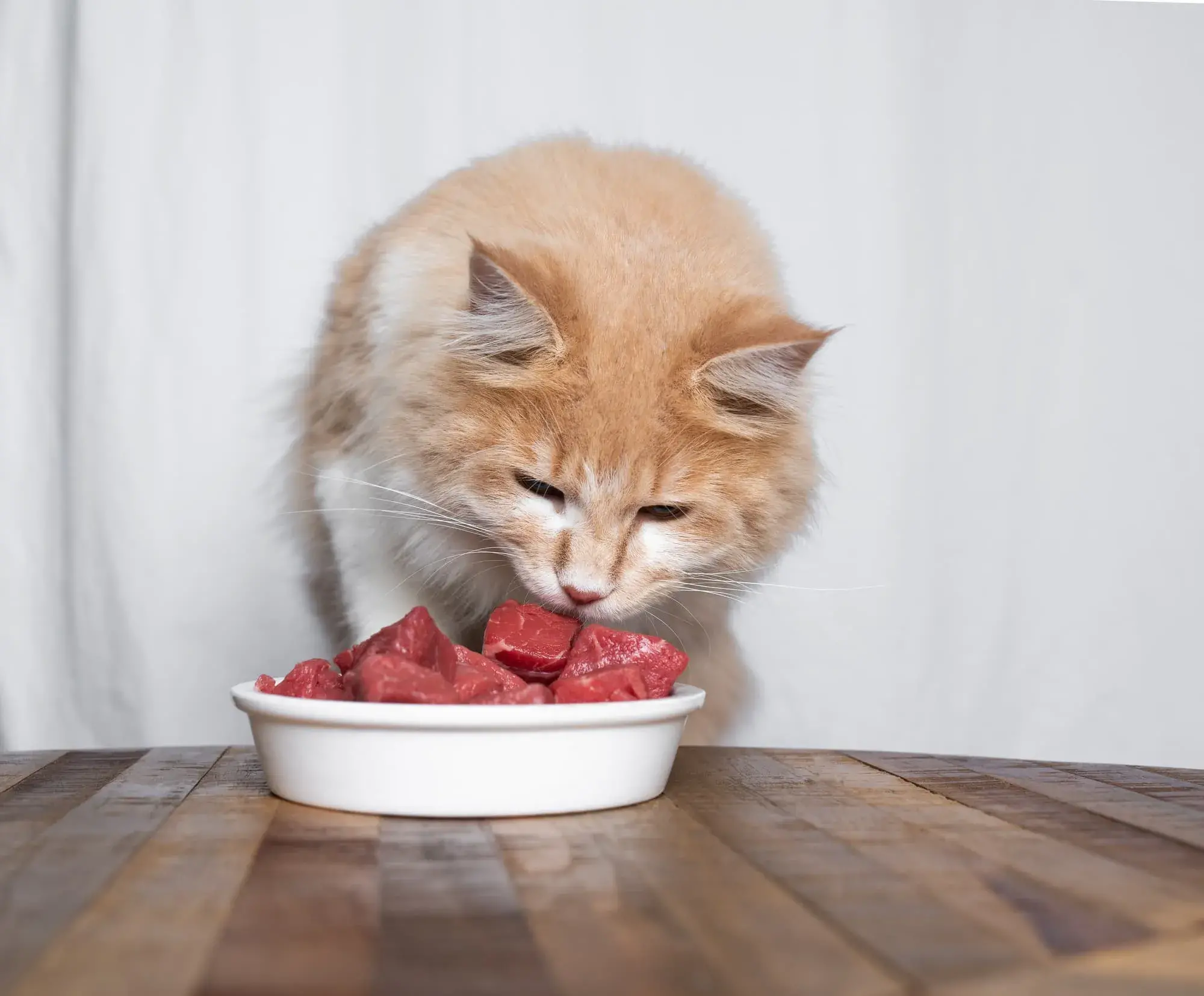 Understanding How Raw Food Diet For Cats Works