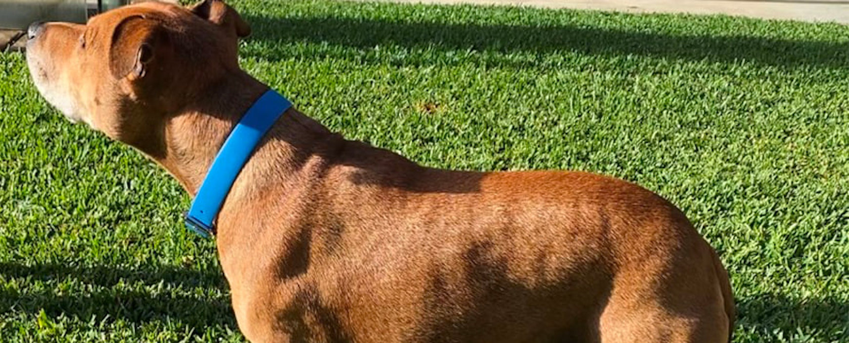 Alopecia In Dogs: Understanding Your Pet’s Condition
